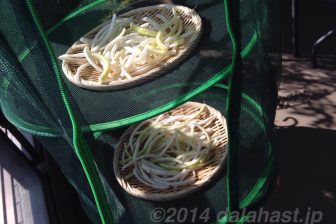 栄養価満点の切り干し大根をつくってみた