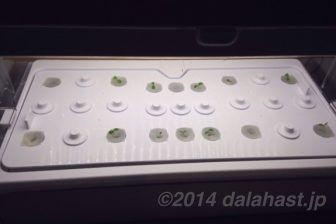 Green FarmでLED水耕栽培日記 6日目