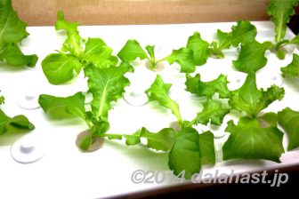 Green FarmでLED水耕栽培日記 15日経過してすくすく成長