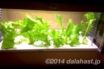Green FarmでLED水耕栽培日記 24日目