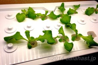 Green FarmでLED水耕栽培日記 間引き完了 13日目