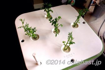 クレソンの水耕栽培 再出発となりました