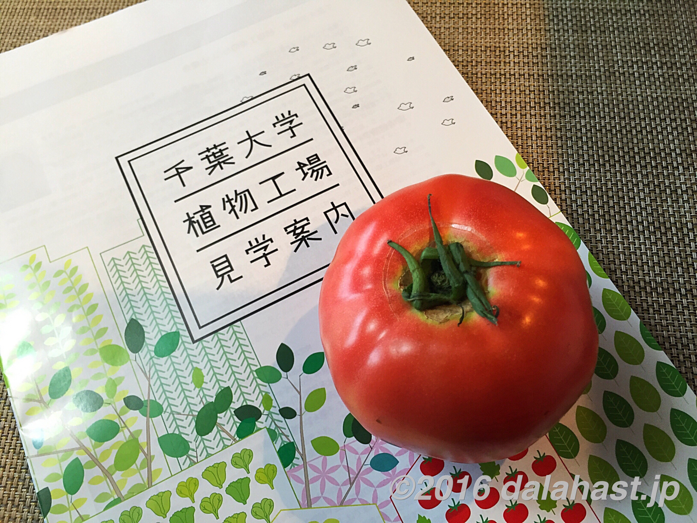 【大人の社会見学】 千葉大学の植物工場で最新のインテリジェントLED水耕栽培環境を体感できる!