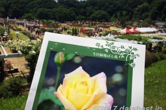 生田緑地ばら苑 2017年春 好天に恵まれ散策日和
