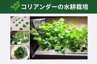 コアリアンダー・パクチーを水耕栽培で育てよう!~GreenfarmでLED水耕栽培の記録
