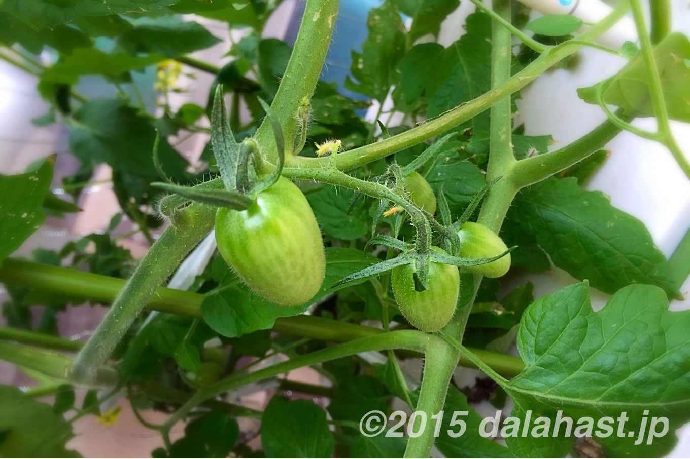 プチトマト水耕栽培