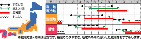 サラダ菜栽培暦