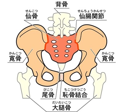 仙腸関節