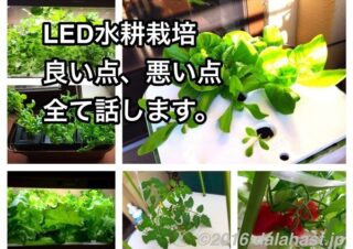 コアリアンダー パクチーを水耕栽培で育てよう Greenfarmでled水耕栽培の記録 Dalahast Jp 週末限定ビストロパパの日常関心空間