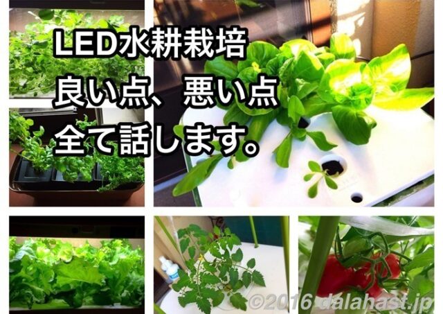 LED水耕栽培