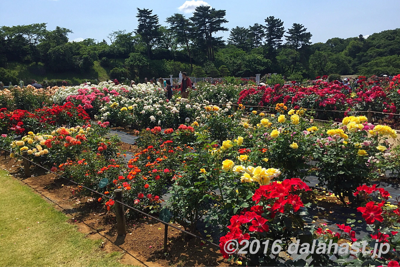 生田緑地バラ苑