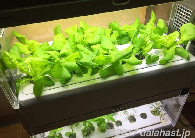 【水耕】 家庭用LED水耕栽培キットGreen Farmを注文！室内で菜園 