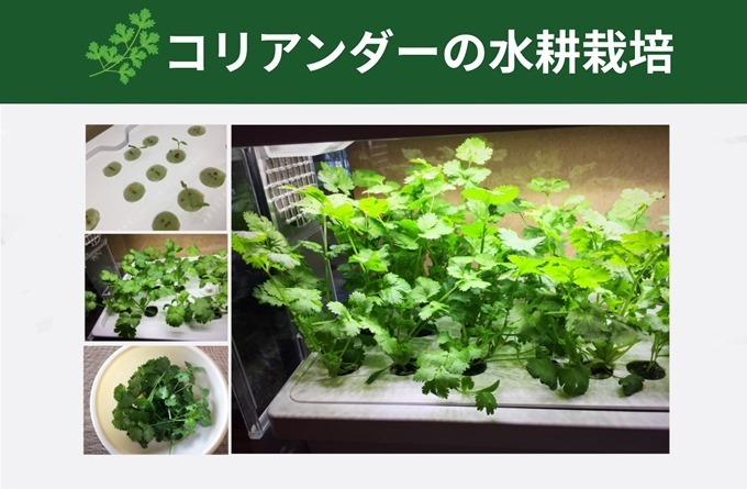 コアリアンダー パクチーを水耕栽培で育てよう Greenfarmでled水耕栽培の記録 Dalahast Jp 週末限定ビストロパパの日常関心空間