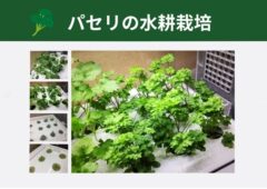 パセリを水耕栽培で育てよう Greenfarmでled水耕栽培の記録 Dalahast Jp 週末限定ビストロパパの日常関心空間