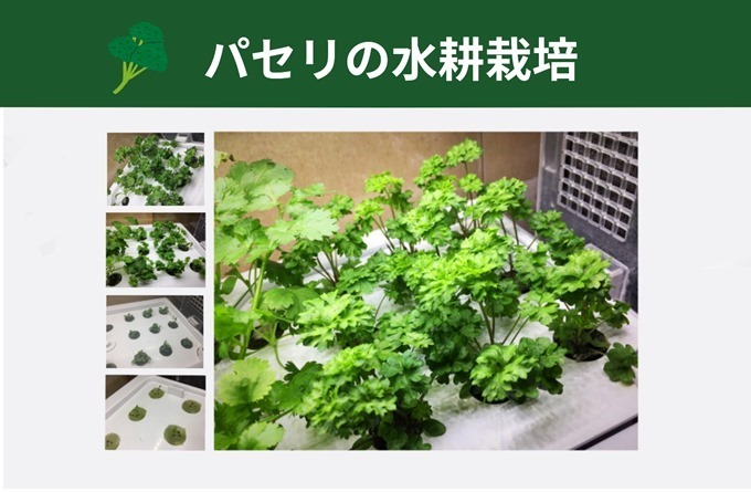 パセリを水耕栽培で育てよう Greenfarmでled水耕栽培の記録 Dalahast Jp 週末限定ビストロパパの日常関心空間