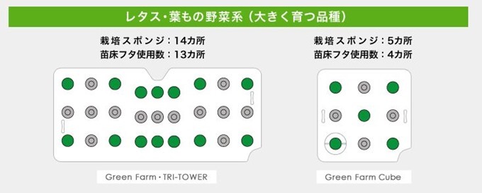 栽培スポンジの受け付け方レタス系