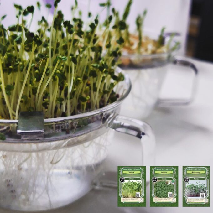 スプラウト栽培容器「おうちでベジ」はじめました。ファイトケミカル豊富な発芽系健康生活を実践 | dalahast.jp  週末限定ビストロパパの日常関心空間
