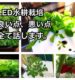 LED水耕栽培